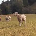 Schafe und eine Ziege auf einer Weide
