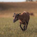 Eine Ziege auf einer Weide