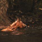 Pferd schwimmt im Wasser