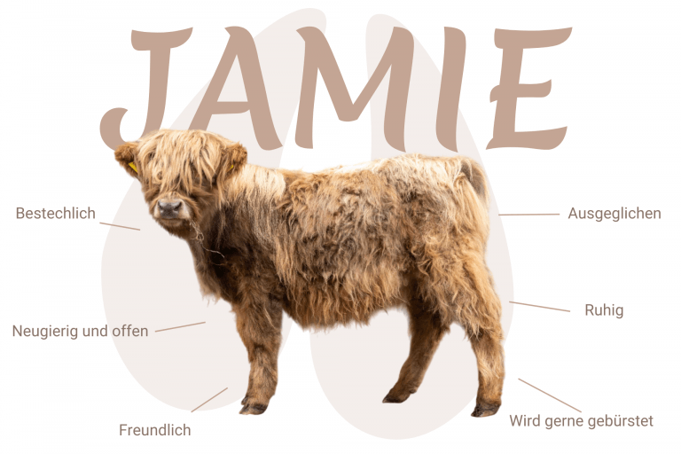 Geschlecht: männlich Farbe: folgt | folgt Cropear: folgt