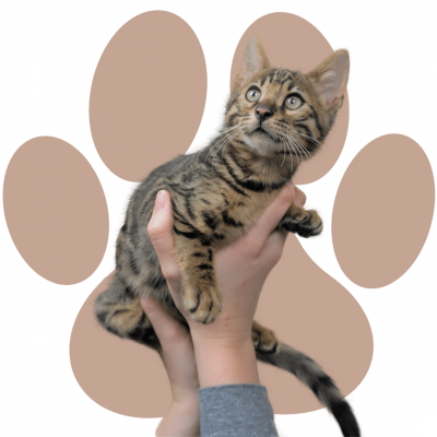 Bengalkatzen Kitten Bengalkatzen Kitten