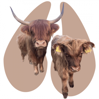 Mini Highland Cattle Zucht