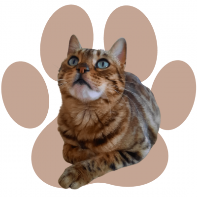 Zuchtkatze Wanda