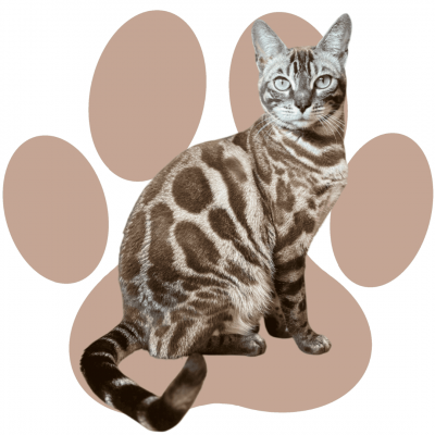 Zuchtkatze Xiao Gin